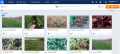 Screenshot of online photo catalog interface