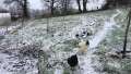 Snow covered young orchard on hill and chickens