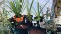 Pots in the polytunnel