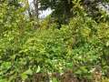 Bundle of green plants in a mixed up bed of fruit