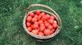 Willow basket full of red tomatoes