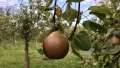 Pear hanging on branch