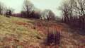 Dead hedges on a winter hill