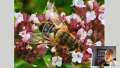 Screenshot of slideshow, big photo of hoverfly, small square with smirking face