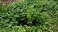 Ground cover around small gooseberry bush