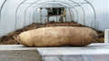 Long tuber on the window ledge of a polytunnel looking in