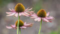 Mid shot of 3 upright purplish flowers, with cone heads and lacksadaisical petals