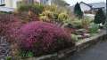 Photo of heather in a traditional garden