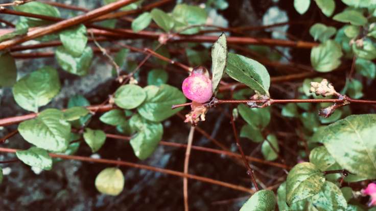 Close up of pink round snowberry, with sinewy branches & shiny leaves