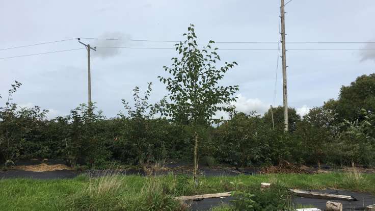 Young tree in front of young hedge