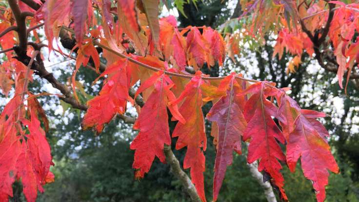 Close up of red autumn leaves on tree