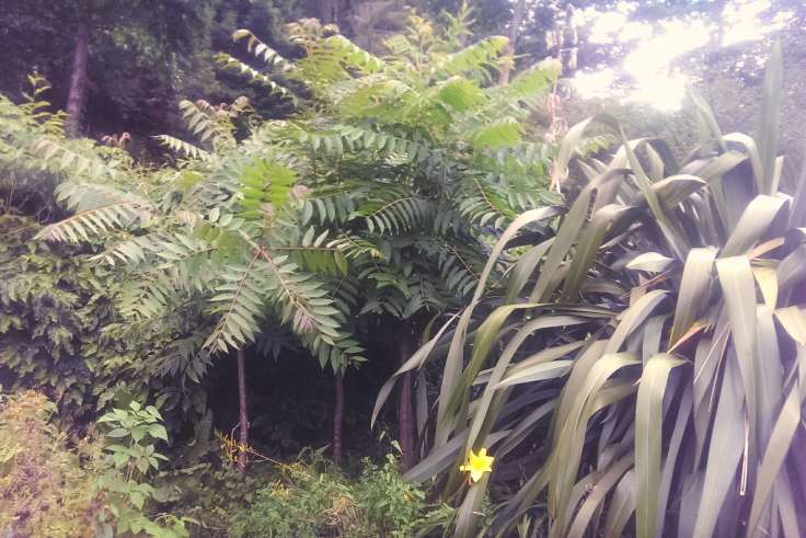 Jungly forest garden, with spiky leafed plant and opposing leaf tree