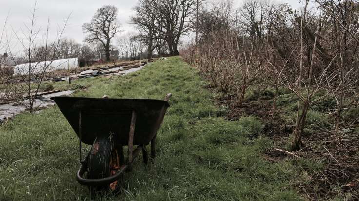 Wheelbarrow in foreground by long hedge receding to oak tree