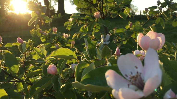 Pale pink Quince blossom in the low evening sun