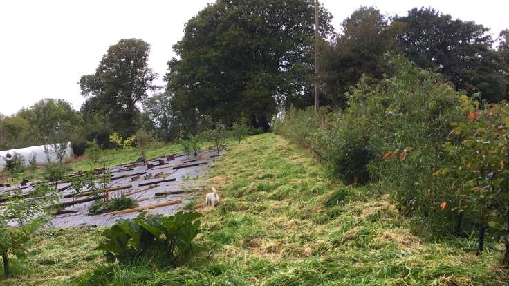 Grass path leading to mature trees, young hedge on the right, sheet mulch on the left