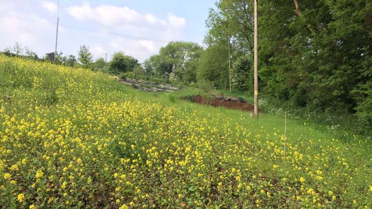 Photo of yellow mustard flowers in foreground with tree lined hedge and bark mulch in distance