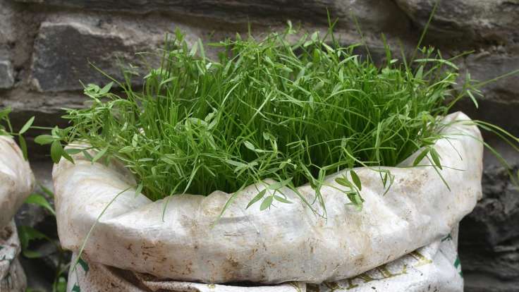 Close up of top of white woven sack with plants growing out the top