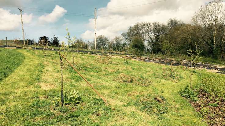 Wooden hay rake leaning on apple tree in front of freshly scythed grass