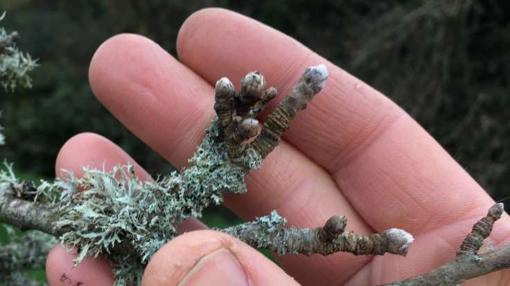 Fruit and growth buds on apple tree