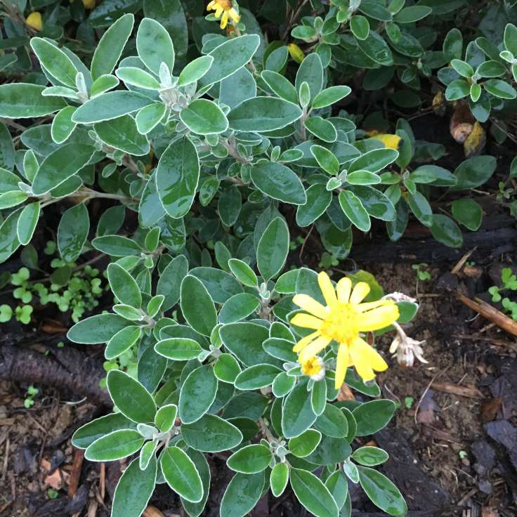 Bright yellow flower on evergreen plant