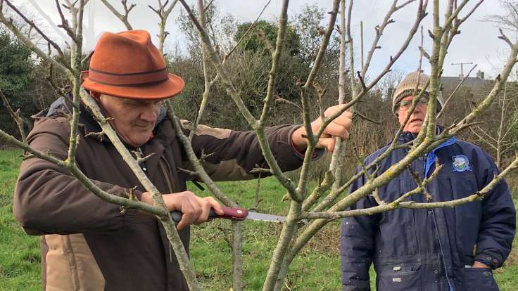 Man pruning goblet shape fruit tree with onlooker