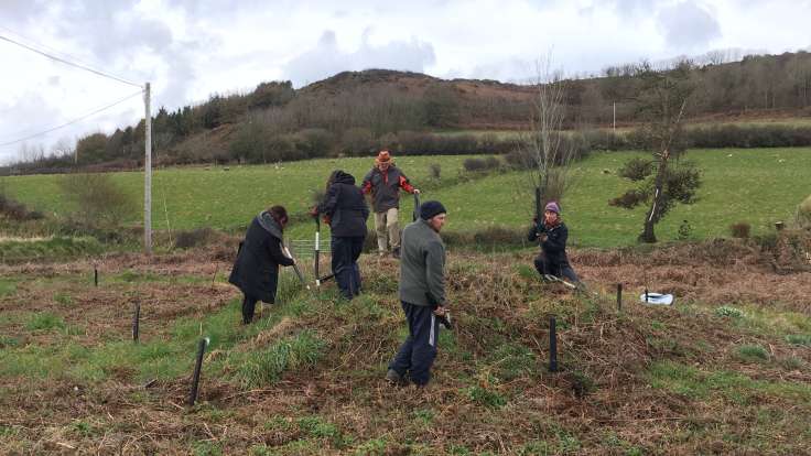 People planting trees on bracken covered mound, field & hill in background