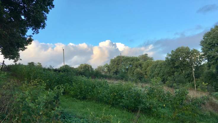 Big clouds behind row of trees, telephone line and small green hedge