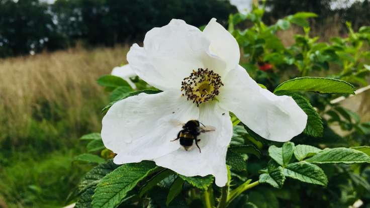 Closeup of white Rosa rugosa flower with bumblebee in centre