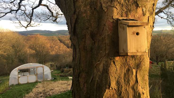 Bird nesting box in evening sun on back of big sycamore, polytunnel in the distance