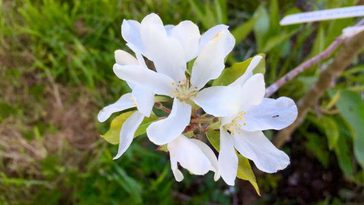 White apple blossom