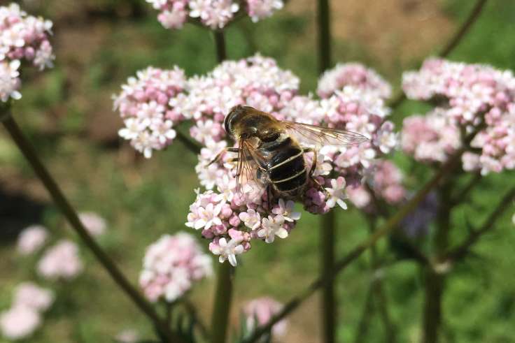 Hover fly on pale pink composite flower