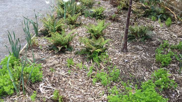 Woodchip used as a mulch in a border