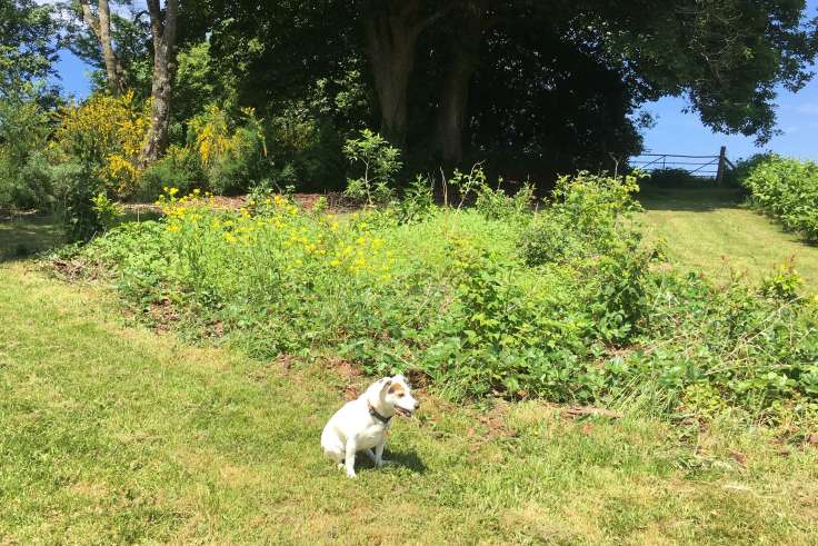 Small white dog in front of sunny green plant bed, with dark trees in background