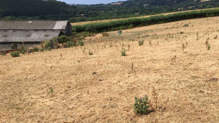 Brown grass in field