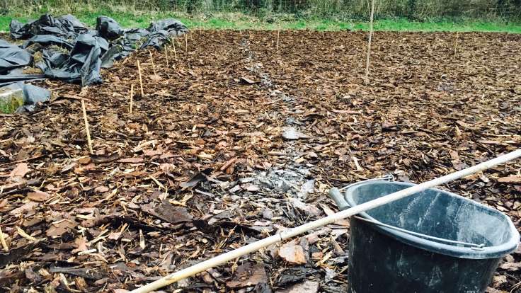 Bark mulch covered area, bamboo markers, faint line of ground lime