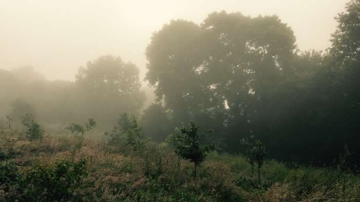 Misty view of mature trees in middle distance, foreground young trees in grass in garden