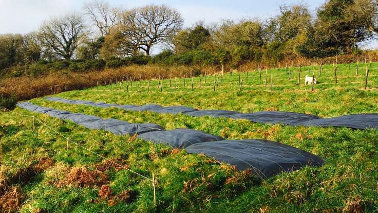 New rows of coppice trees with two rows of sheet mulch in the foreground