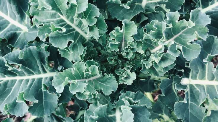 Close up from above of purple sprouting broccoli leaves