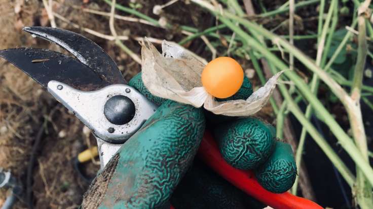 Gloved hand holding secateurs and bright orange Groundcherry fruit