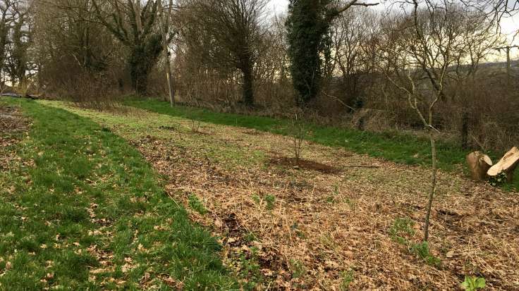 Newly planted trees in recently mulched beds