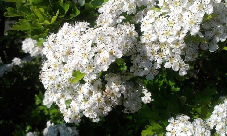 Close up of white hawthorn blossom