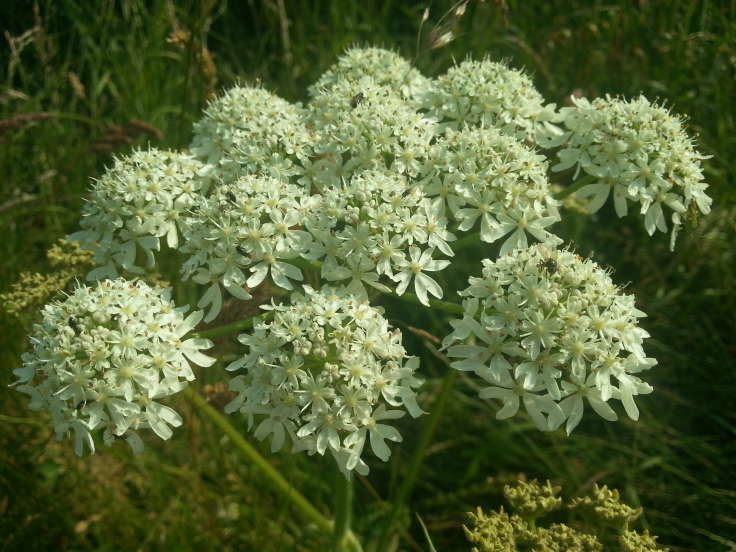 Umbellifer, white umbels of flowers