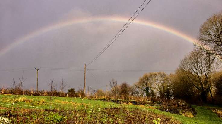 Rainbow over the forest garden