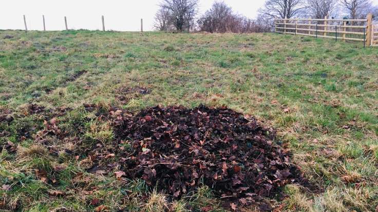 Patch of leaves in a sloping field, fence in the background