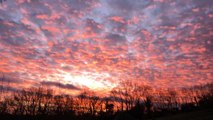 Stunning pink sunset over line of bare trees