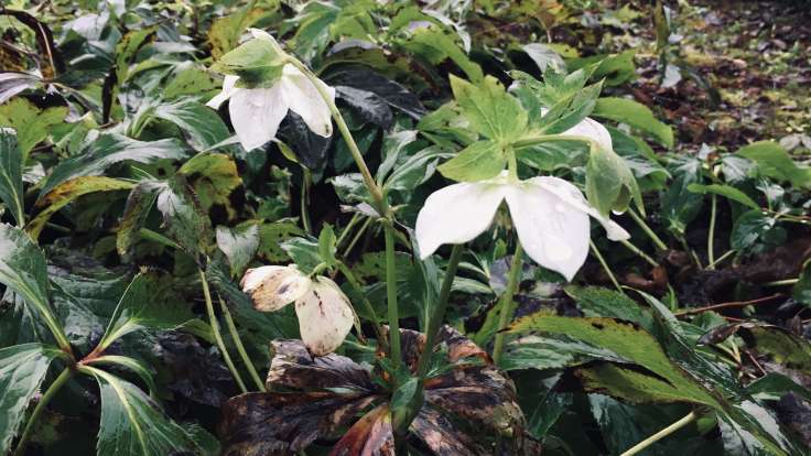 Hanging white flowers of a Hellebore, wet green foliage