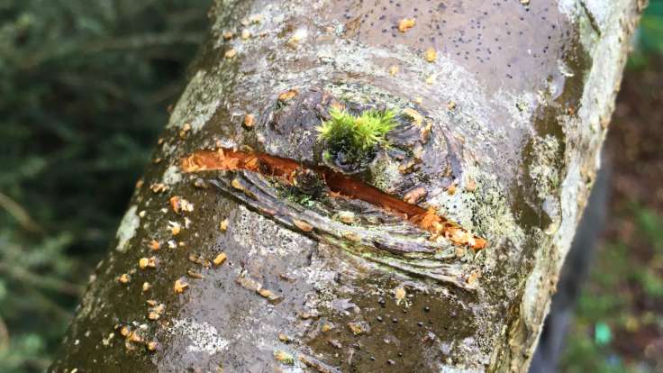 Close up of cut in bark of apple tree branch