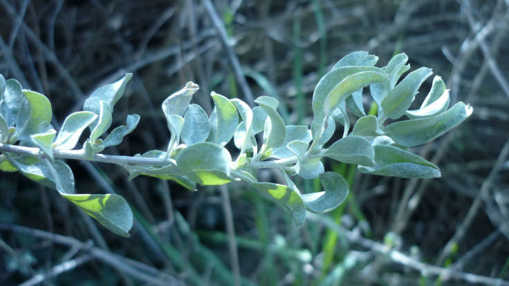 Close up of blue green stalk and leaves of the Saltbush