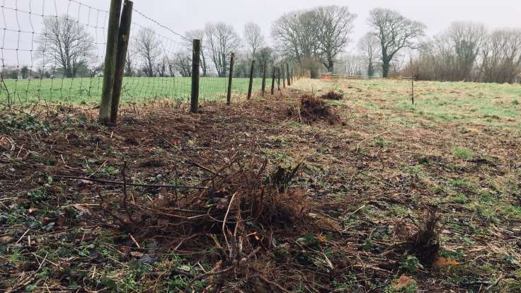 Large clump of bramble dug out of hedge