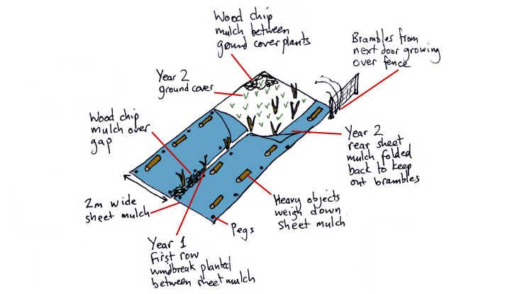 Illustration showing how to sheet mulch new windbreak hedge in weedy area